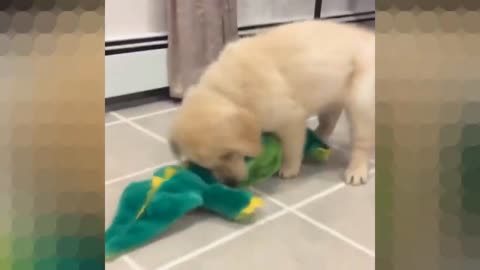 Puppy’s playing with a stuffed crocodile