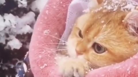 Baby Cats - Cute and 😂 Funny Cat Videos Compilation 🐈 #9 || Cutest Kitten