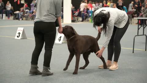 Pet owners and their dogs at a dog show during big fair Pet Friends in Messukeskus Expo Center