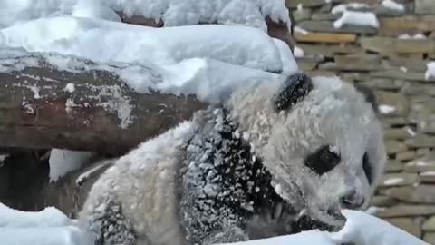 Giant panda wrapped in snow