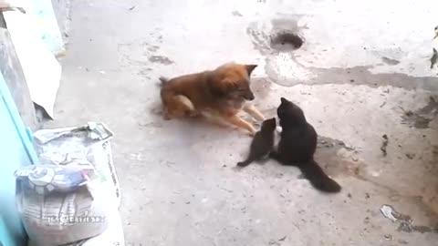 mother cat with kittens came to old dog