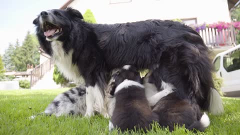 A mother dog breastfeeds her puppies closeup from the ground