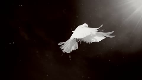 Dove of hope. Black and white. Side view