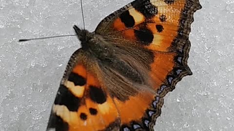 beautiful butterfly in the snow