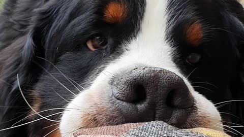 Bernese Mountain Dog does not want to share his toy