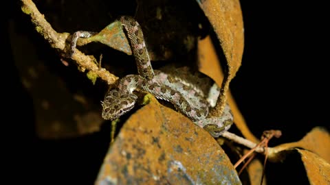 eyelash viper on a leaf Costa Rica night time wild venomous snake Bothriechis schlegelii