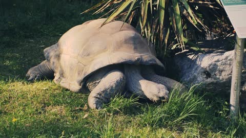 Tortoise Moving in Slow Motion