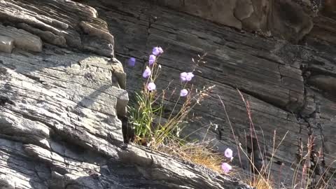 Herd Of Sheep On Coast Fauna Flora