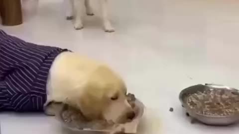 Creative Animal - Feeding dogs