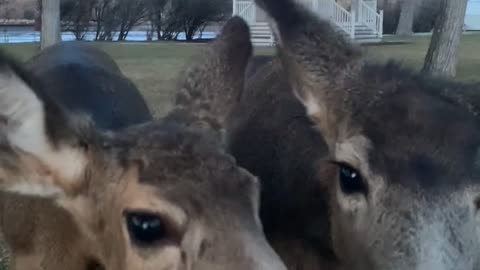 Friendly Deer Enjoy a Banana