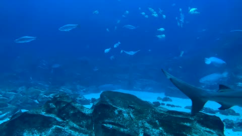 Georgia seabed, lots of fish