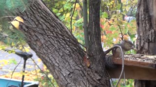 Chipmunk in bird feeder eating peanuts