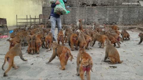 feeding tomato to the hungry monkey || monkey love tomato