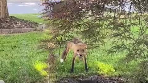 Random Kitty Has Standoff With Fox in Front Yard