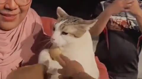 I want that cat