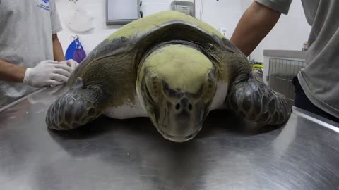 Turtle Poos Plastic After Being Rescued From Fish Net