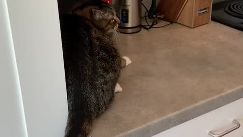 Cat Trying to Snag Some Chicken