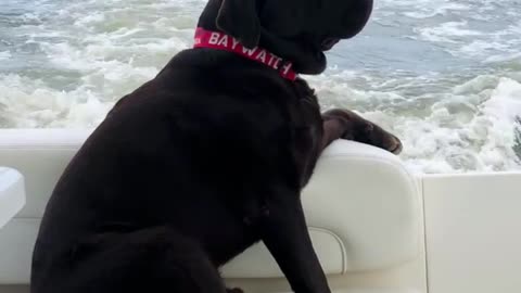 A dog looks at the back of the boat and moves freely