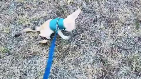 Fennec fox out for a walk.