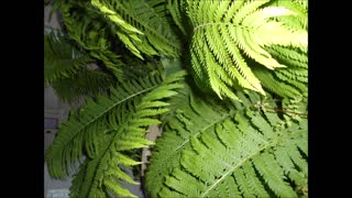 Magical Fern Folklore Ostrich Fern