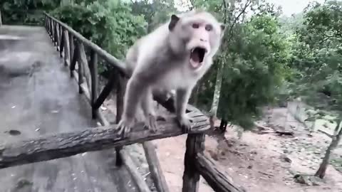 😂😂😂🤣 Videos De Animales Para Morirse De La Risa! 😂😂😂