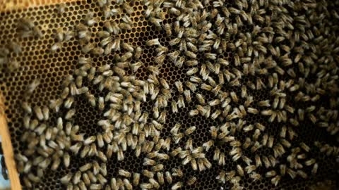 A beekeeper hiver man, checks how the bees prepare honey