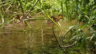 Baby Ducks enjoying life