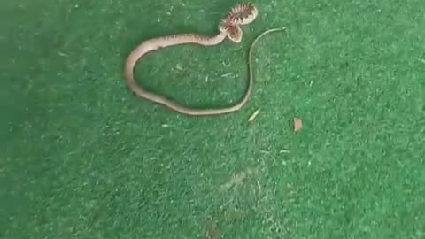 Can anybody tell me what type of snake this is???