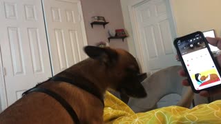 Puppy Cant Resist Howling