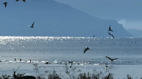 Birds diving in the lake - With great music