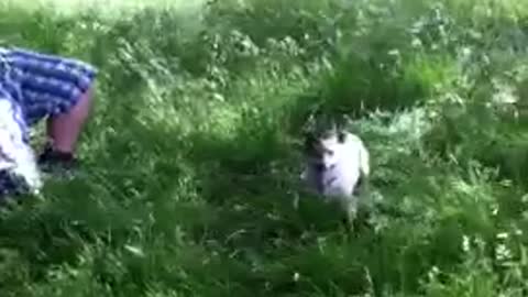 Small dog jumps and is able to hang from branch with mouth