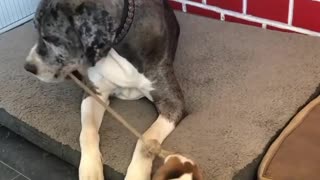 Ambitious puppy challenges much bigger dog to game of tug-of-war