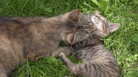 A cat and its mother are petting each other