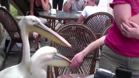 She could not eat in peace. All for two pelicans