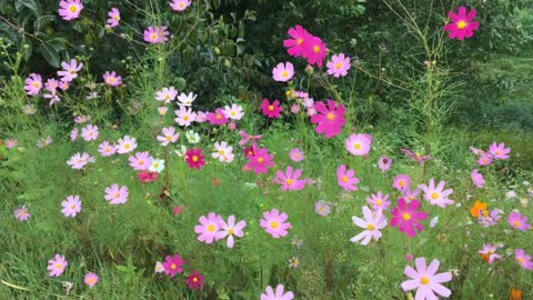 pink cosmos flowers