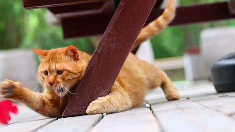 A yellow cat is under the chair