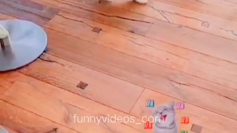 Pet funny video