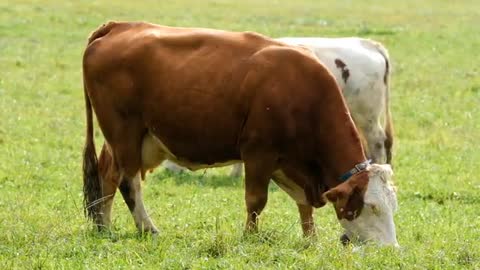 cows in the field