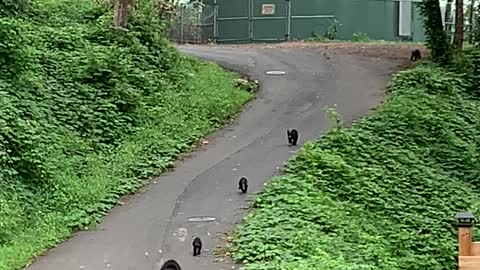 Mama Bear and Cubs Playing Down a Road