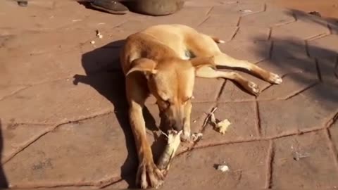 A Sweet Dog Enjoys Sugarcane