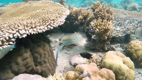 Amazing Creatures Under water