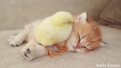 Kitten sleeps sweetly with the Chicken😺