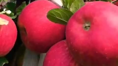 Worlds most juicy apple