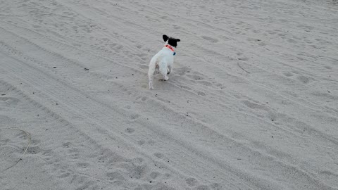 Doggy runs free on beach...until Daddy disappears