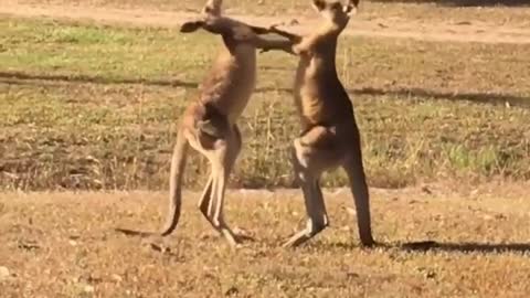 Australian life - watching kangaroo fight