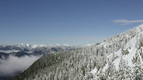 Pine forest on a snowy hill