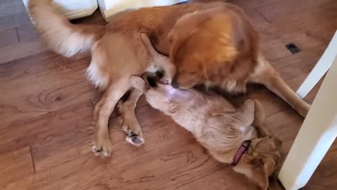 Golden Retriever Playtime is Over