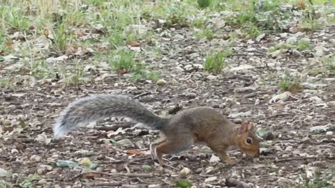 Squirrel's Hunting Adventure - A Two-Minute Short Film