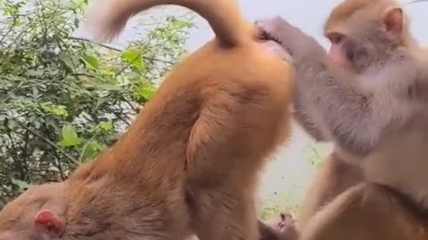 Monkey is itchiness so funny frend