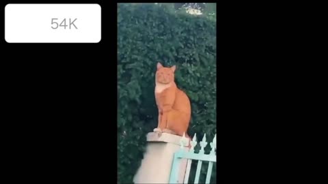 HILARIOUS CAT Makes Jokes! 😂 Funniest Cats Video 2023 by Little Love